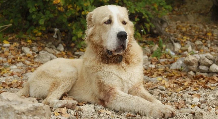 Helpbook: Агресивно куче без повод, пуснато в градинка в София