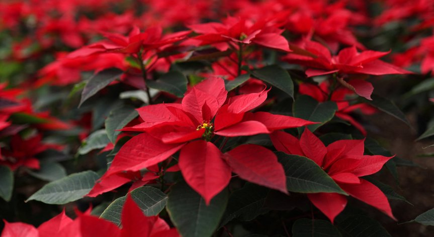 Цветето коледна звезда - как да го запазим живо през цялата година