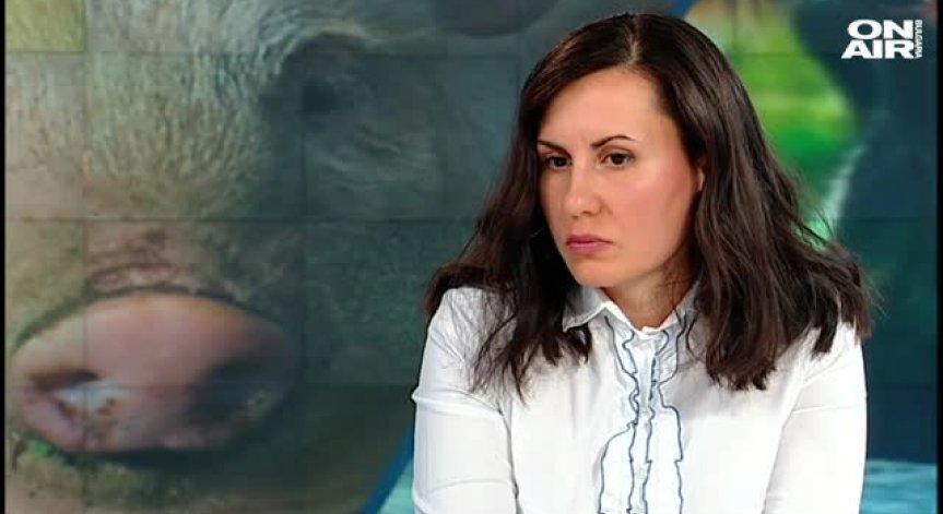 Чумата по свинете може да унищожи източнобалканската свиня