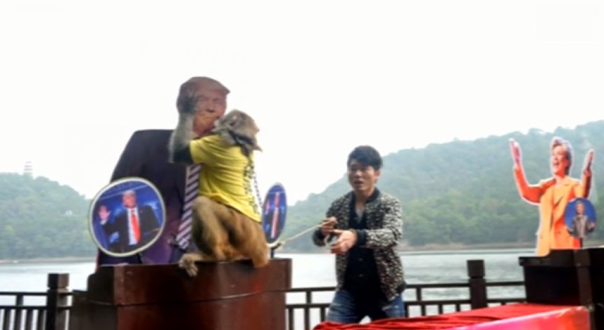 Маймуна предсказа: Тръмп ще е следващият президент на САЩ