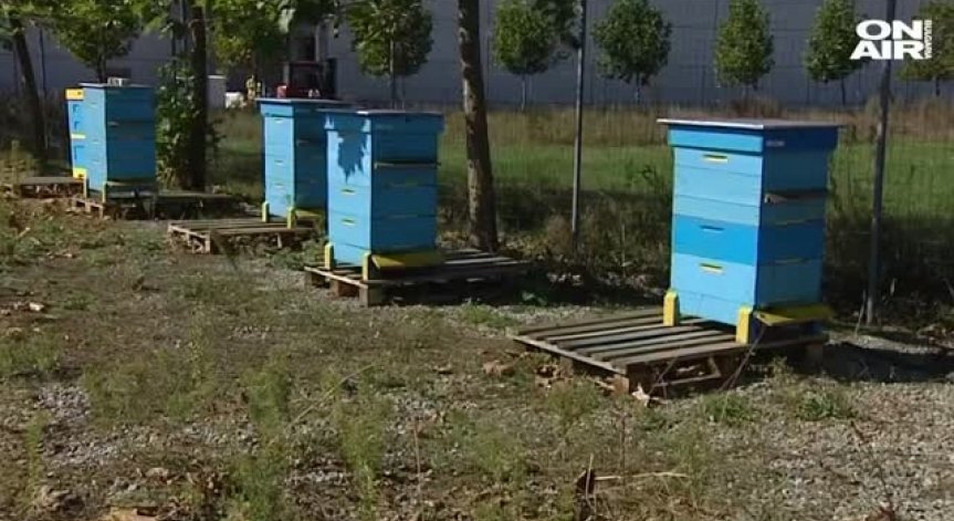 Hад сто пчелни семейства са унищожени в района на язовир 