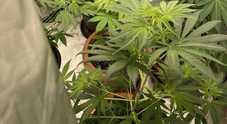 Разбиха 5 мобилни наркооранжерии в Русе