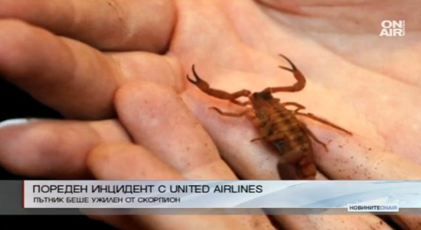 Инцидентите с United Airlines нямат край: Скорпион ужили пътник