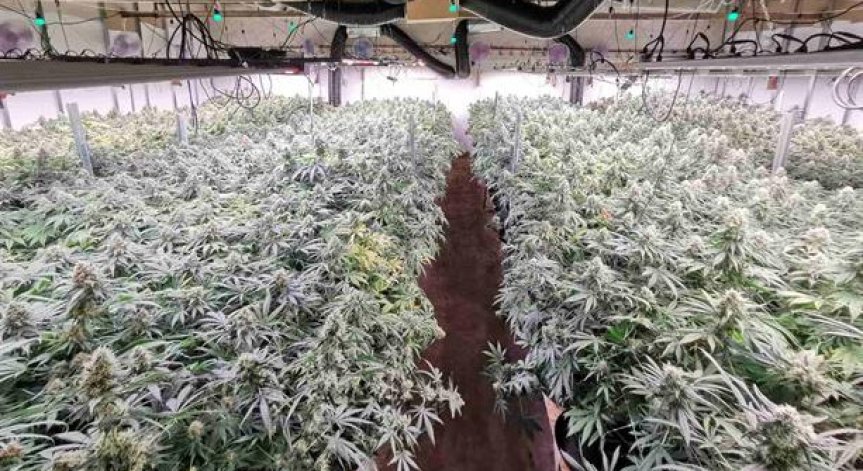 Разбиха високотехнологична наркооранжерия в бивша птицеферма във Варненско