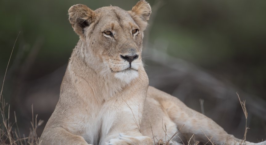 Лъвица, спасена от войната в Украйна, оцеля след тежка операция