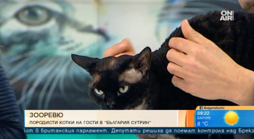 Редки и екзотични котки ще дефилират на ревю в София