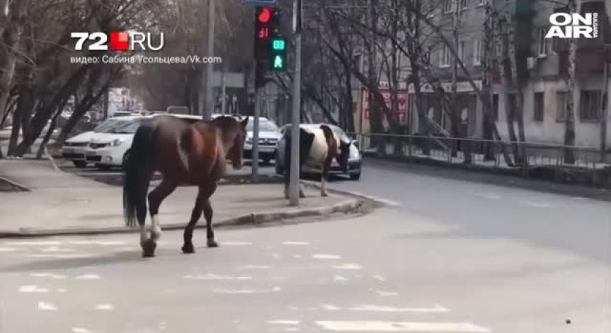 Стадо коне и пони създадоха истински хаос в центъра на Тюмен