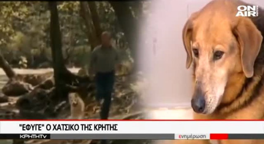 Почина кучето, известно като гръцкия Хачико