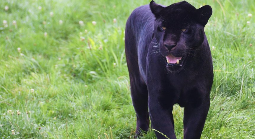 Няма нови следи от хищното животно.