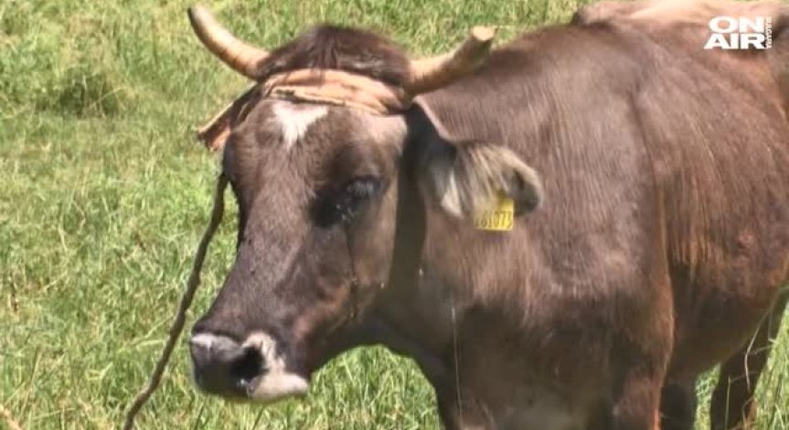 БАБХ успокои: Резултатите на кравата Пенка са благоприятни