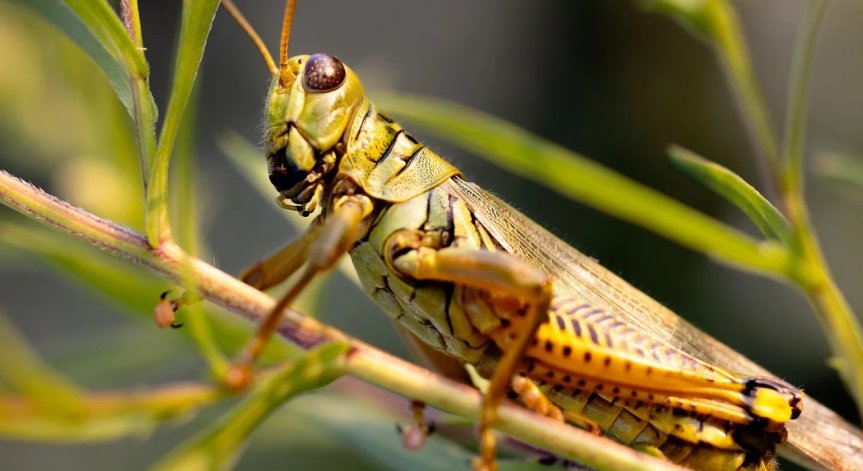 Мароканските скакалци нападнаха и Благоевградско, властите със спешни мерки