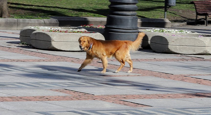 Домашни кучета без повод и намордник сред децата в столичен парк