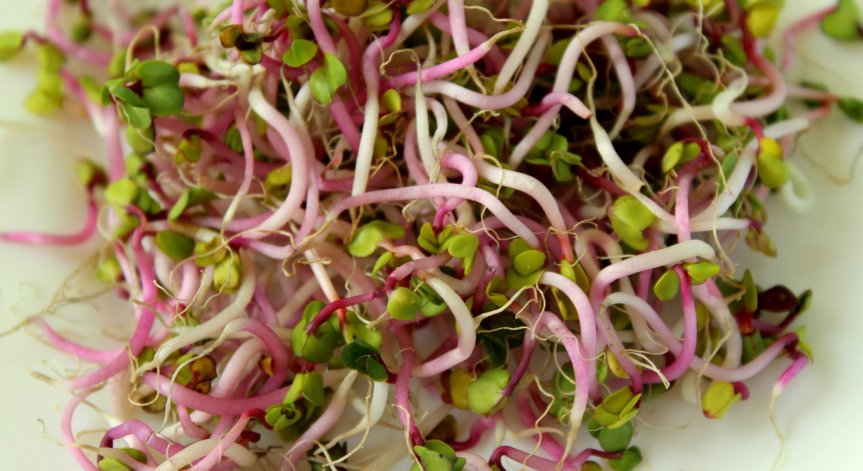 Защо суровите кълнове могат да бъдат опасни за здравето?