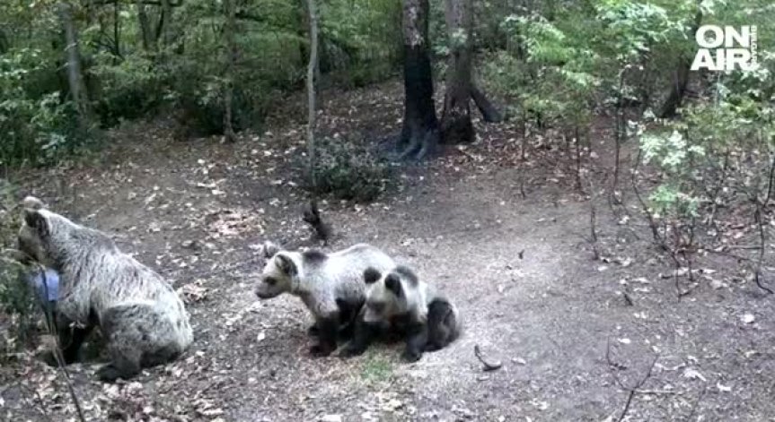 Без разходки и пикници в района: Мечка с малки мечета се разхожда над Марково