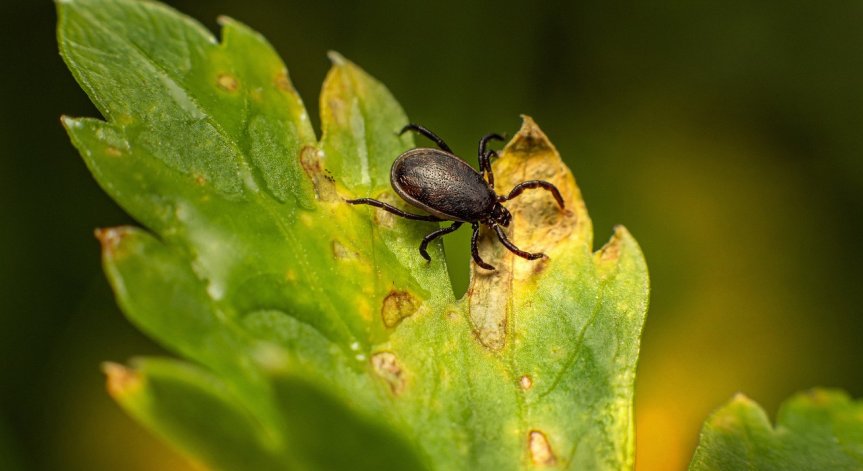 Какви опасности за здравето ни създават кърлежите?