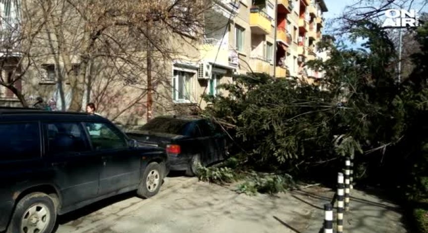 Силният вятър изкорени цели дървета в столицата