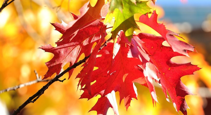 Посрещаме октомври със слънчево време, температури ще достигнат до 28 градуса