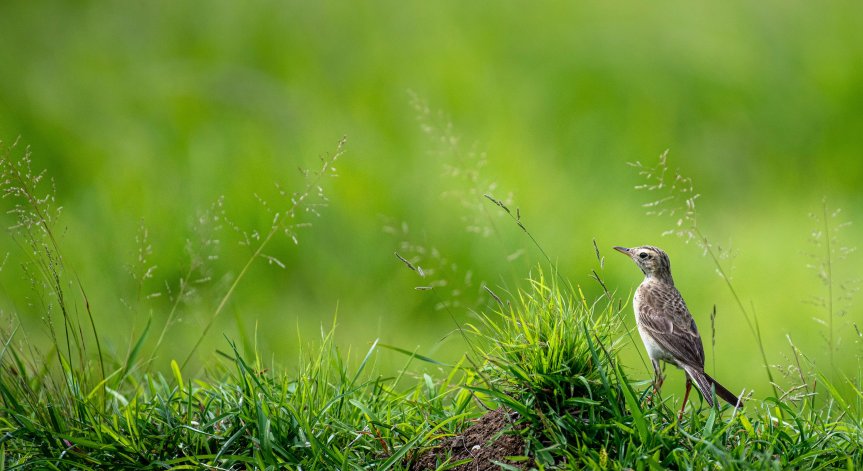 Тревожно: С четвърт са намалели птиците в земеделските земи