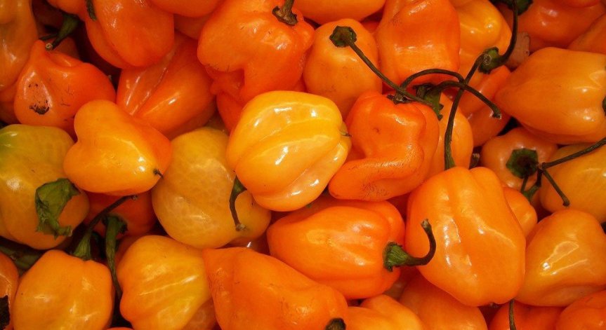 Климатичната криза заплашва лютивия сос: Изчезват чушките Scotch Bonnet
