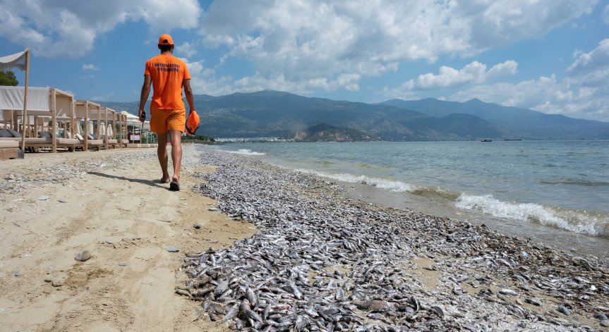 По плажовете има разпръснати огнища на мъртва риба.