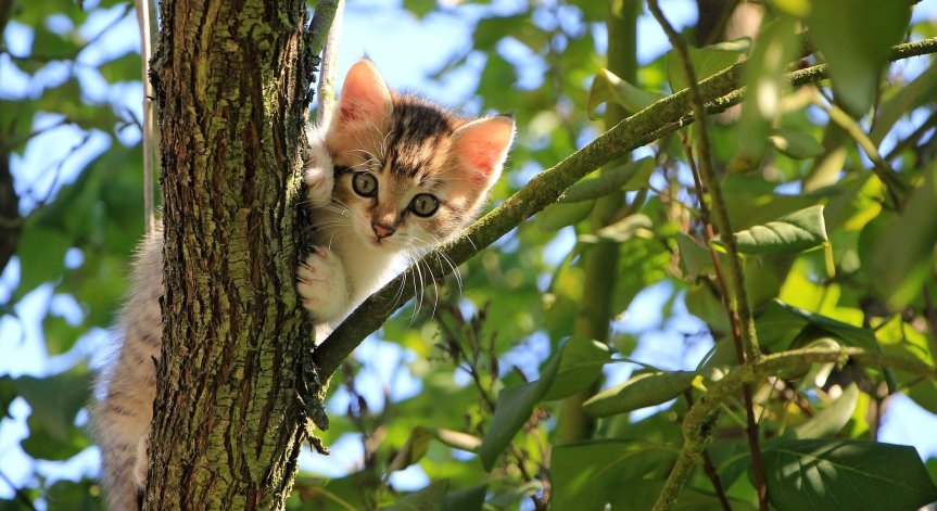 Спипаха котка, носела дрога на затворници в Панама