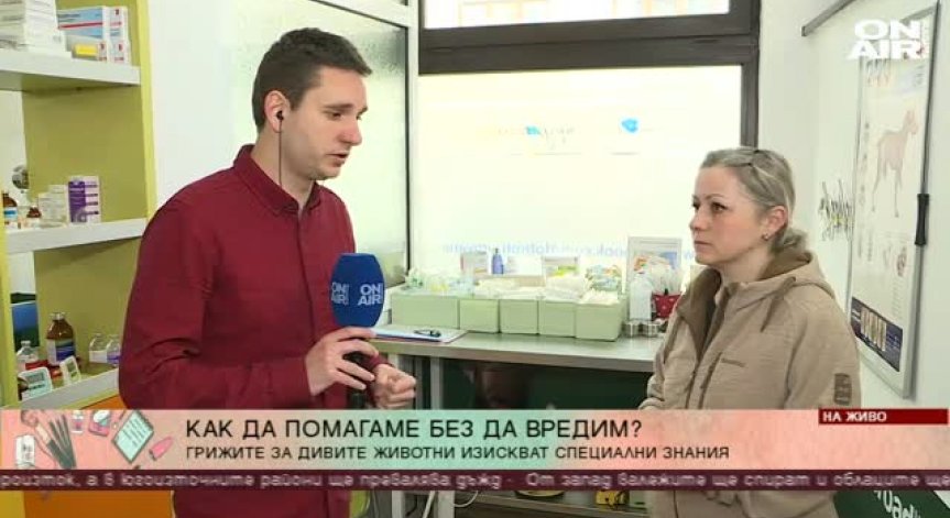 Как да помогнем на диви животни в беда?