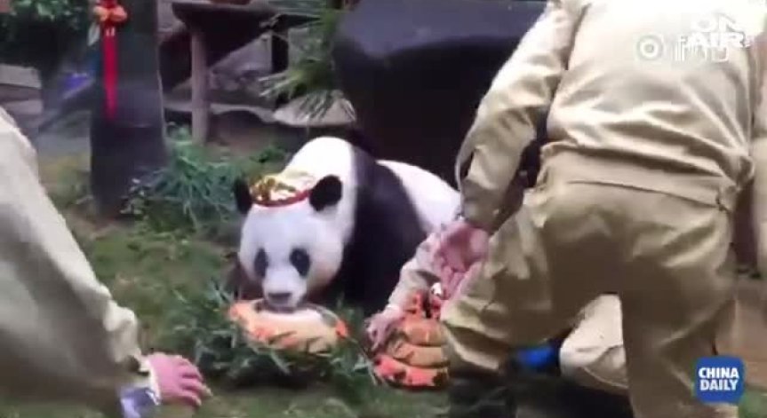 Почина най-възрастната панда в света