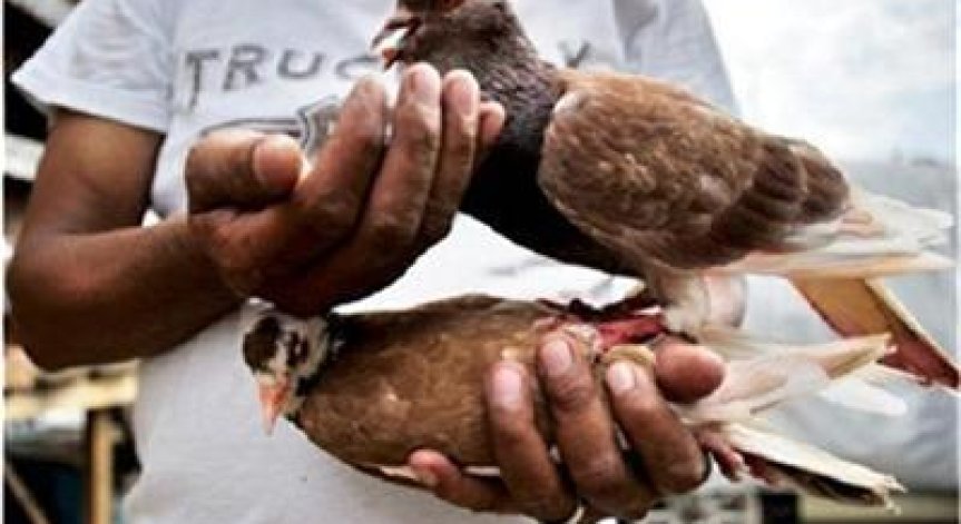 Общо 129 души са заразени с новия птичи грип