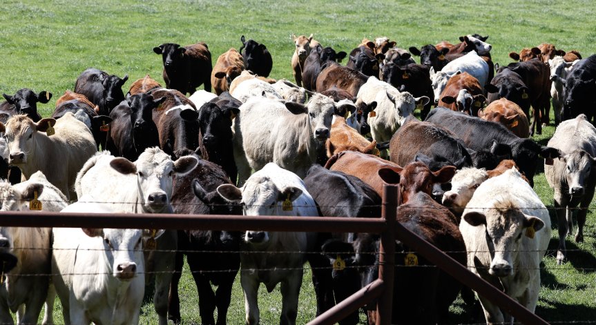 Произвеждаме по-малко мляко и сирене, ръст на производството на имитиращи продукти