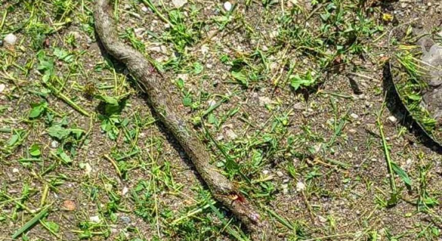 Helpbook: Змии нападат граждани в столичен квартал