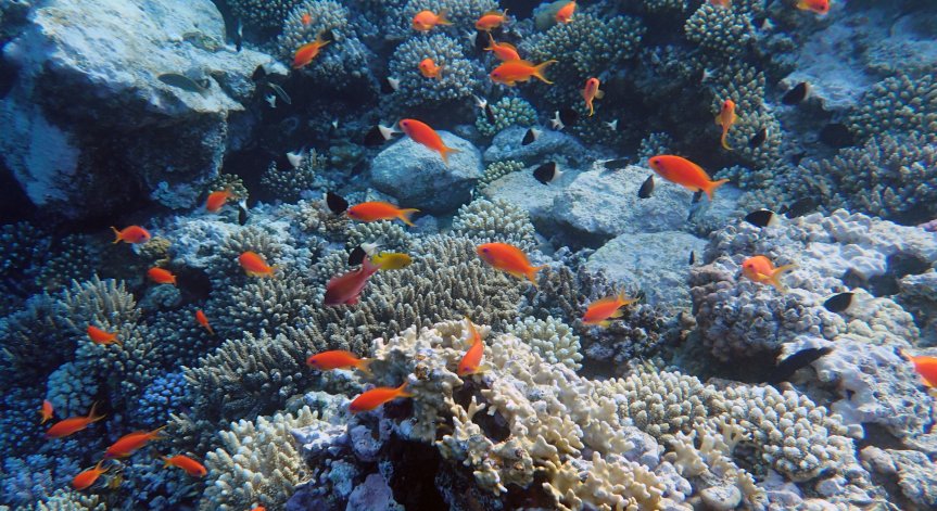 Експерт: Опасен хищник се размножава в Черно море