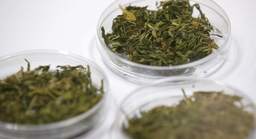 Най-големият завод за фармацевтичен канабис в Европа започва работа