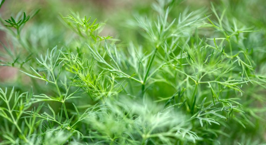 Копърът се използва и заради ценните си терапевтични свойства.