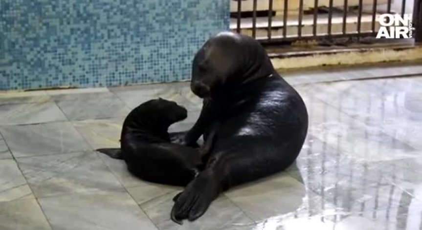 Кръстиха тюленчето, родено във Варна: Ще носи името Леа