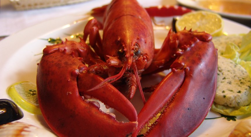 В защита на животните: Великобритания забранява варенето на живи омари