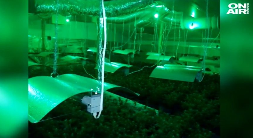 Разбиха оранжерия за марихуана за близо половин милион лева