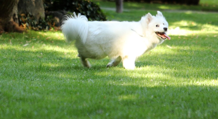 От Helpbook: Домашни кучета се оставят без надзор с дни, лаят денонощно