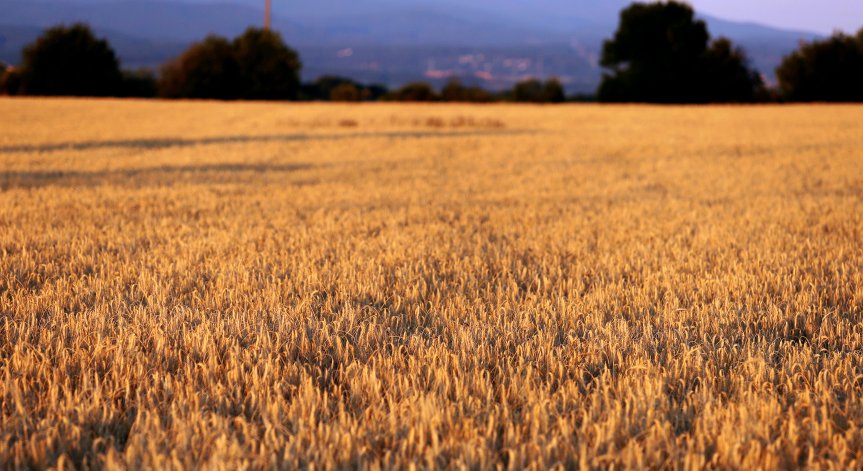 Испания ще внася украинско зърно с влак