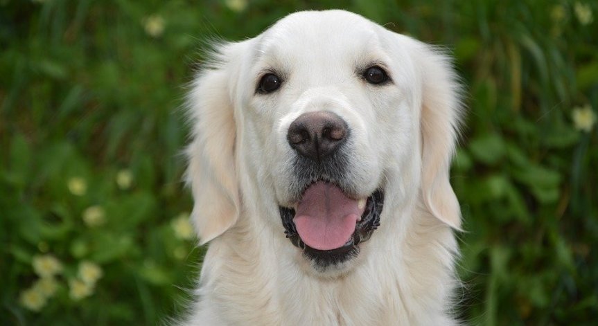 Куче преследва линейка в Истанбул, в която била стопанката му