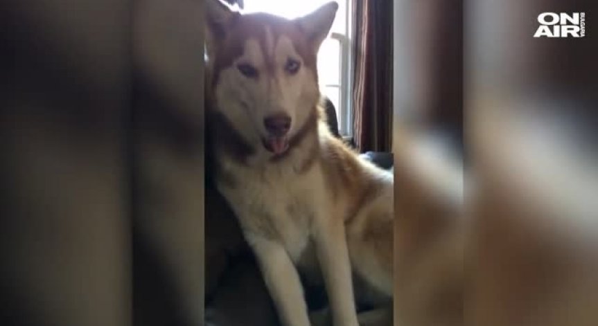 Гледам и се плезя под ушите си!