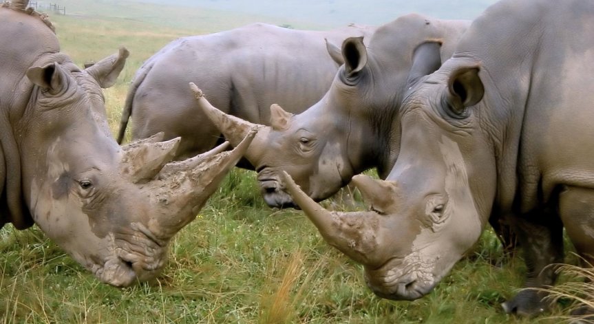 Кенийските власти се борят да запазят популацията си от носорози