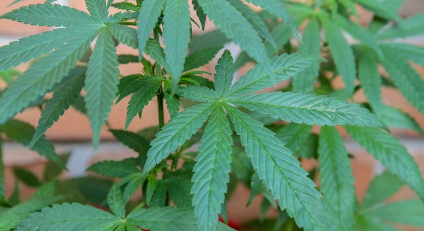 Създават нов гигант в бързорастящия сектор на канабисната индустрия