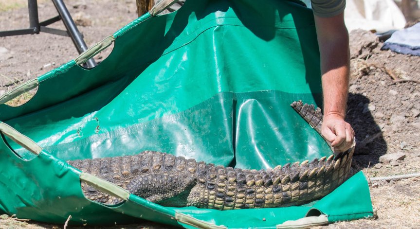 Крокодилът се развива доста добре.