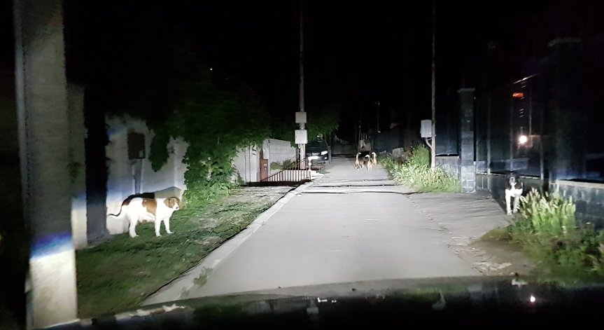 Варненци пропищяха от агресивни бездомни кучета