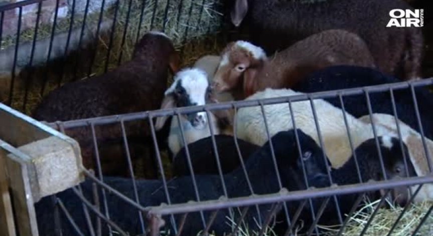 Животновъдите настояват за регламентирани изкупни цени на месото