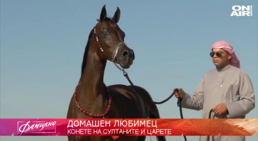 Конете - най-големите любимци на царе и султани