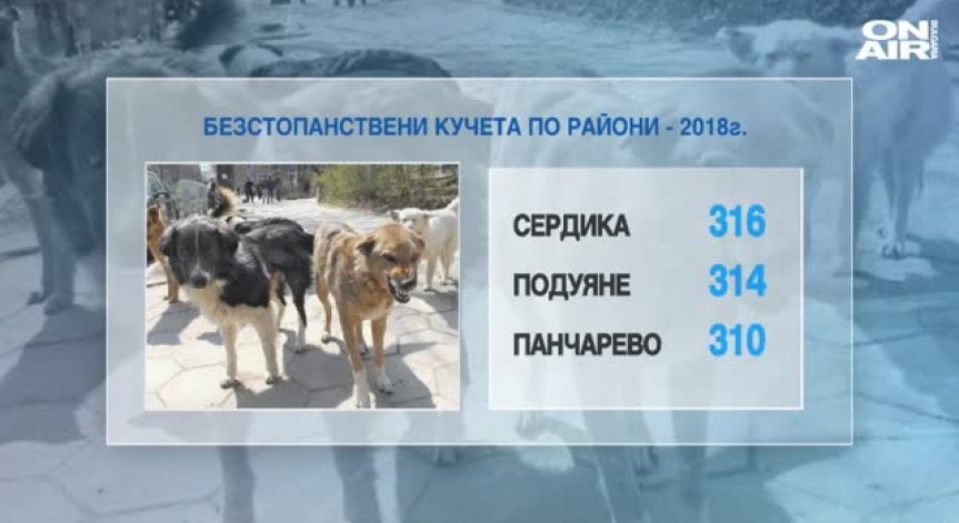 Броят на бездомните кучета в София намалява