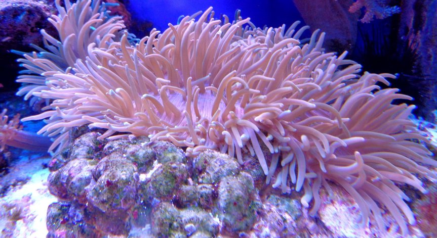 60% от кораловите рифове са обречени на смърт, UV кремовете ги избелват