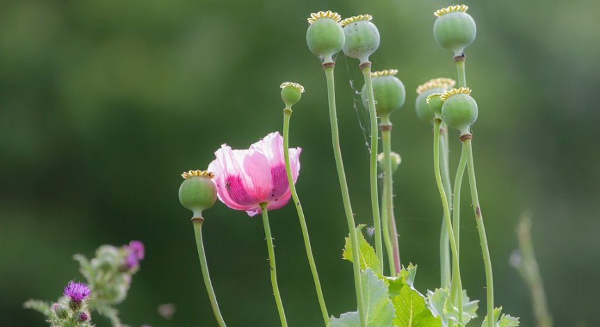 Идва нещо по-страшно? Шок за пазара на хероин в Европа, забраняват отглеждането на мак