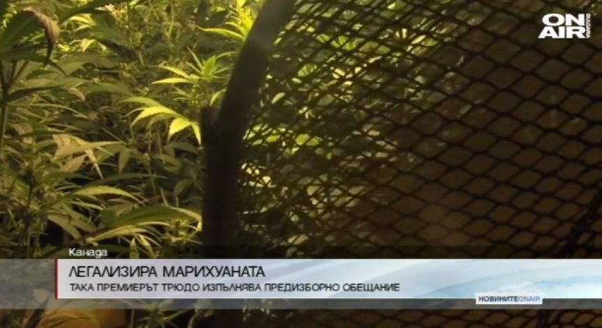 Канада легализира напълно употребата на марихуана